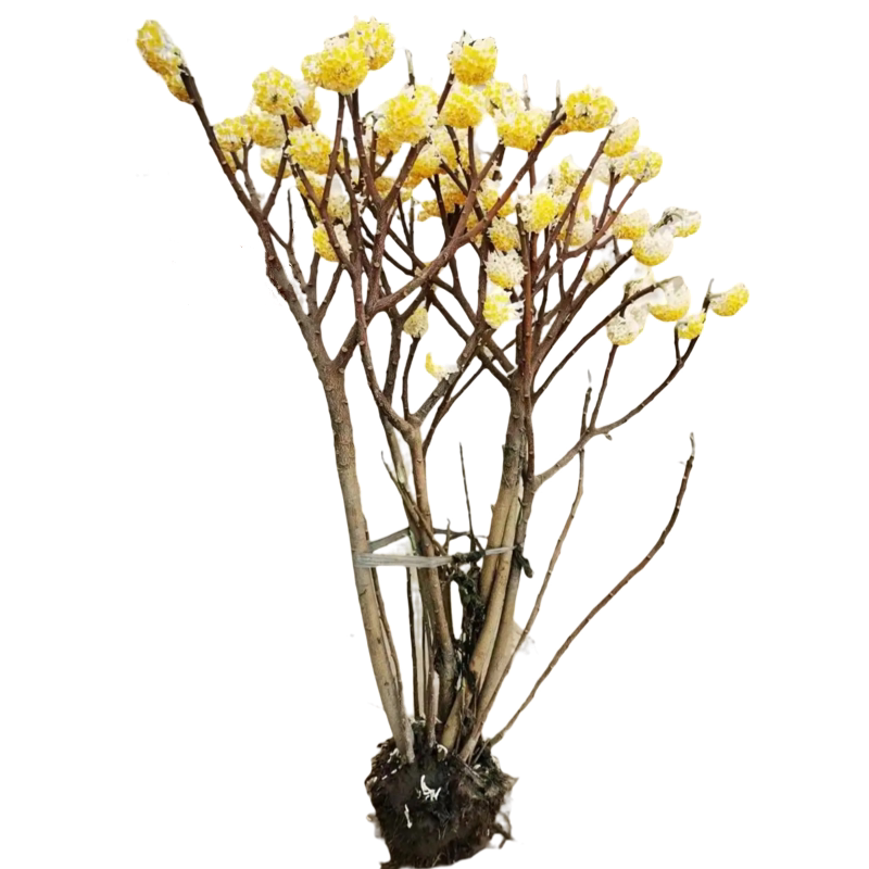 结香花打结花梦冬花耐寒浓香植物