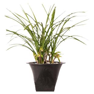 兰花苗春兰盆栽不带花苞浓香型蕙兰九头兰草室内四季绿植花卉包邮