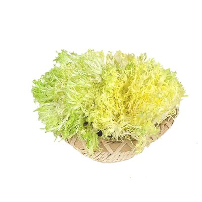 新鲜黄心苦菊500g苦叶生菜苦苣九芽狗牙菜苦细叶蔬菜沙拉西餐食材