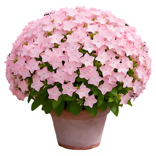 福禄考花种子四季易种花草卉盆栽植物花香四溢花种籽子野花组合