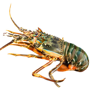小青龙特大龙虾鲜活冷冻新鲜海捕青龙青虾海鲜水产澳洲龙虾波龙