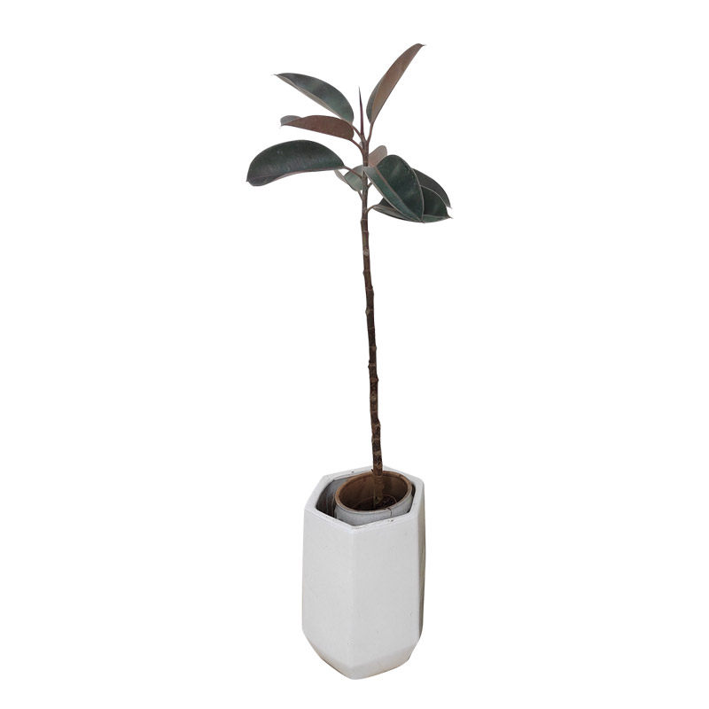 s型造型黑金刚橡皮树花金刚盆栽大型植物室内客厅观叶好养基地