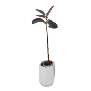 s型造型黑金刚橡皮树花金刚盆栽大型植物室内客厅观叶好养基地