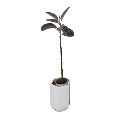 黑金刚橡皮树客厅室内观叶基地