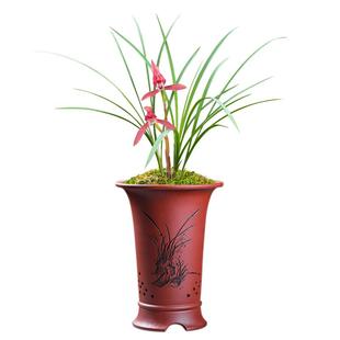 华香园兰花 红豆 春兰红花 浓香型 室内外绿植花卉盆栽耐阴