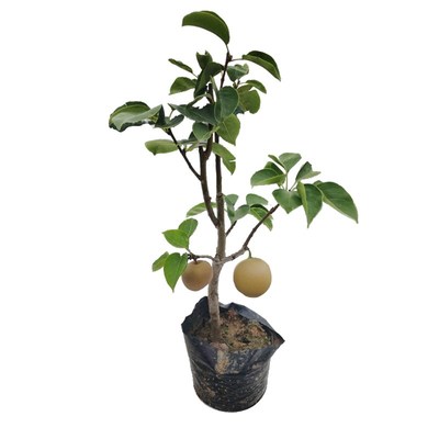 梨树果苗嫁接苗翠冠梨树丰水梨沙梨砀山梨盆栽地栽当年结果梨树苖