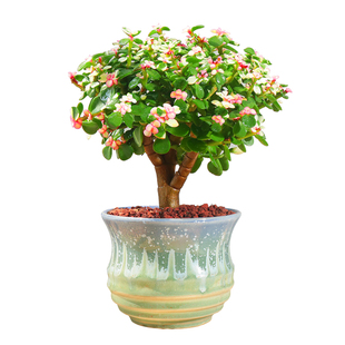 金枝玉叶盆栽造型老桩罕见多肉植物稀有品种大株肉肉花卉新款盆景