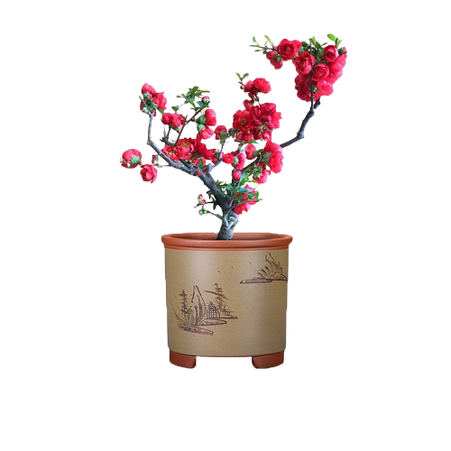 海棠花树苗盆栽带花苞老桩耐寒植物室内庭院阳台花卉绿植四季开花
