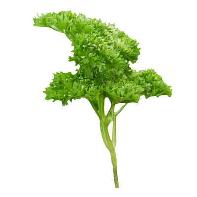 法国香芹种子四季秧苗蔬菜