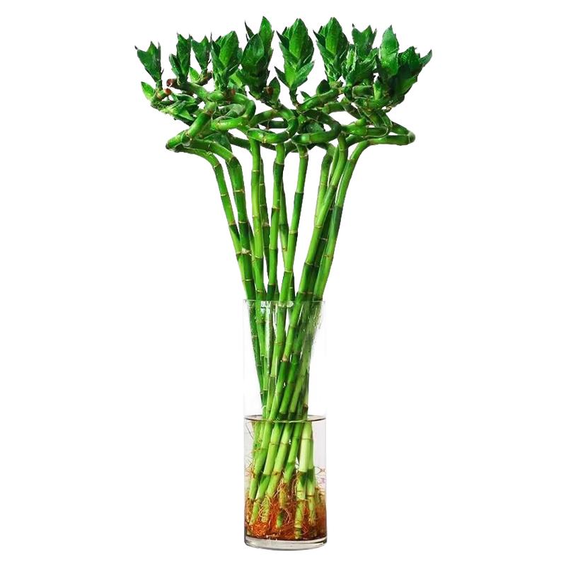 水培植物轉(zhuǎn)運(yùn)竹室內(nèi)客廳富貴竹龍竹觀音竹辦公室桌面四季盆栽綠植