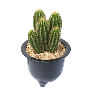 大凤龙群生仙人柱造型多头仙人球仙人掌多肉植物耐干旱易度夏盆栽