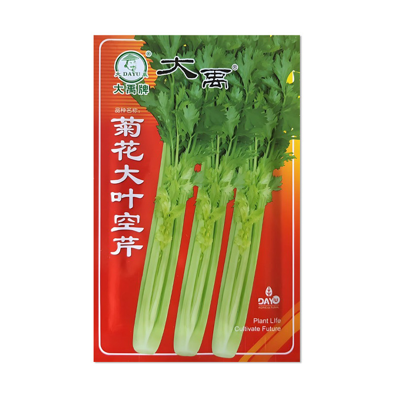 大禹菊花大叶空芹菜种子