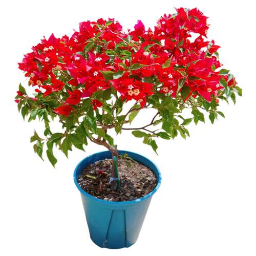 热火桑巴三角梅老桩盆栽带花爬藤植物重瓣四季阳台庭院耐热好养活