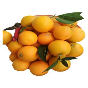 正宗黔阳冰糖橙怀化洪江安江沙湾特产果园现摘冰糖柑子新鲜超甜