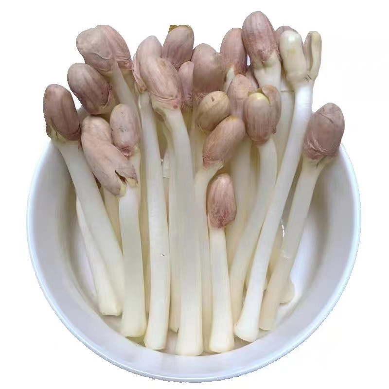 新鲜花生芽蔬菜农家自种花生苗长寿芽苗农家火锅食材500g