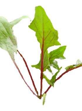 丹麦红莲救心草春秋冬季种植菠菜