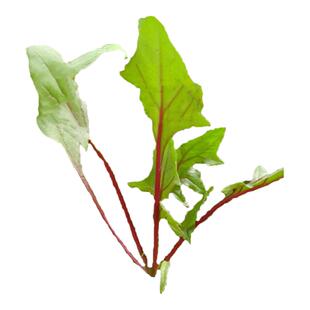 丹麦红莲草种子救心草菠菜种籽菜种籽春秋冬季种植蔬菜种子四季