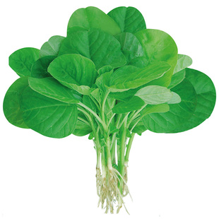 绿圆叶大叶苋菜种子白籽种四季孑老品种蔬菜种籽菜籽菜种大全夏季