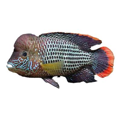 包邮红尾玉面皇冠鱼起头