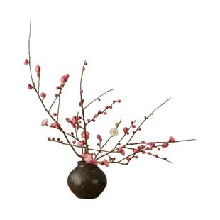 白梅玉蝶红绿萼宫粉鲜切干枝花水培遇水开腊梅年宵花卉室内养植物