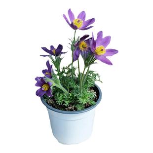 白头翁花苗花种子苗阳台庭院四季种开花室内外易种活盆栽植物