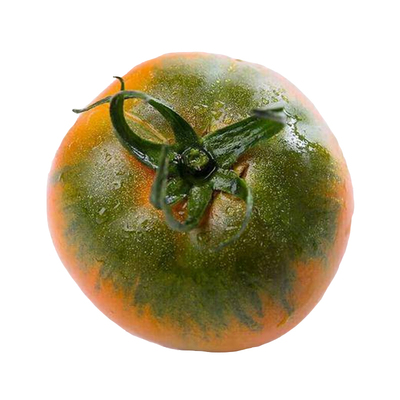 铁皮草莓柿子种籽大全