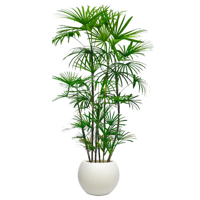 小叶棕竹客厅绿植室内落地真花