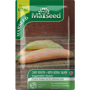 【MARSEED火星家】传家宝Georgia Candy 北乔治亚糖果南瓜种子籽