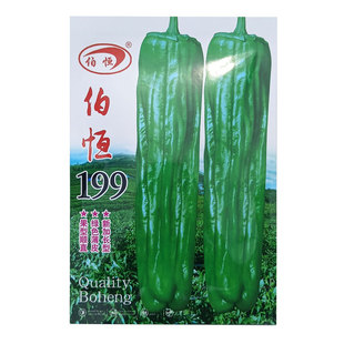 伯恒199辣椒种子早熟果皮薄植株直立果实马嘴形辣椒种子原装正品