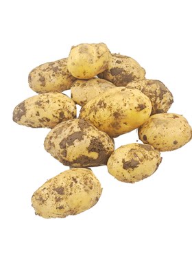 马莲早熟马铃薯土豆5斤洋芋