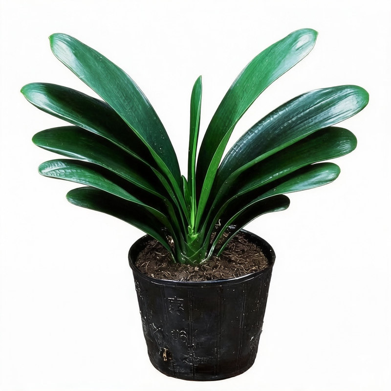 君子兰盆栽老苗精品室内阳台观赏四季好养花卉绿植圆头和尚大小苗