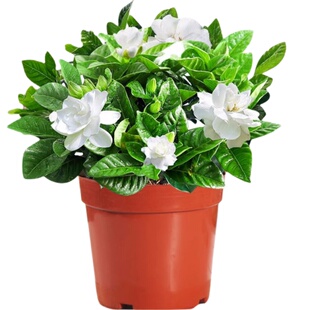 栀子花盆栽四季开的花卉带花苞水培绿植物办公室内桌面好养活树苗