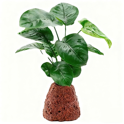 懒人新手家用鱼缸自养阴性水草易养火山石大叶榕水培净化绿色植物