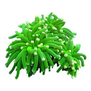 火柴头珊瑚大集合沙巴澳洲印尼金火柴头珊瑚活体火炬圣杯珊瑚活物