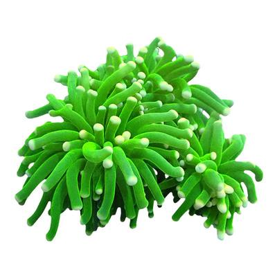 火柴头珊瑚沙巴越南澳洲印尼金