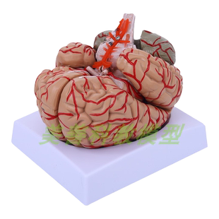 教学仿真人体大脑解剖模型神经科脑科大脑模型脑分区 可拆卸8部件