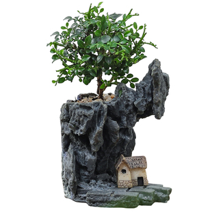 达摩九里香盆栽植物花卉办公室内桌面小绿植好养客厅四季常青盆景