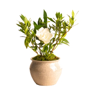 小叶栀子花盆栽中式盆景植物室内好养办公室桌面盆栽带花苞小绿植