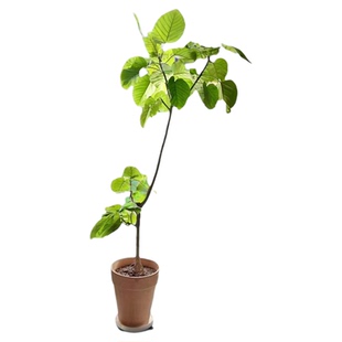 心叶榕 爱心榕 盆栽 四季常用绿 好养绿植家庭园艺盆栽室内观