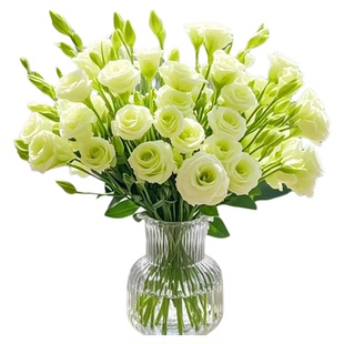 洋桔梗鲜花插花云南基地直发水养鲜切花客厅办公室花瓶鲜切花捧花