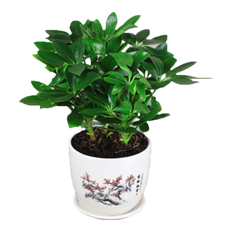 绿植四季常青八方来发财树鸭脚木