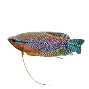 黄曼龙鱼蓝曼龙五彩丽丽鱼黄金马甲球珍珠马甲鱼热带鱼观赏活体鱼