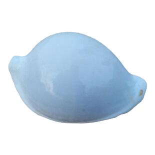 天然宝螺黄金宝百眼宝龟甲宝地图宝玉兔螺宝阿拉伯宝螺标本收藏