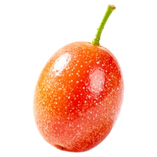 羊奶果树盆景野生胡颓子羊奶果苗老桩生桩盆栽地栽耐寒南北方种植