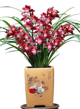 兰花盆栽四季绿植室内花卉基地