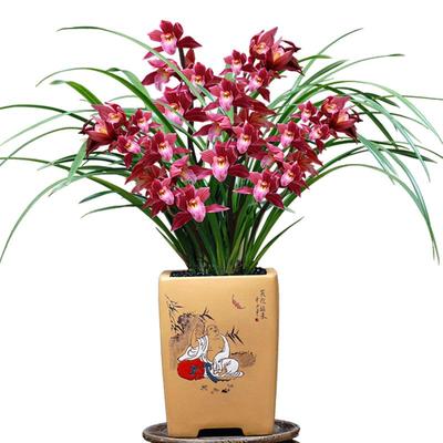 兰花盆栽四季绿植室内花卉基地