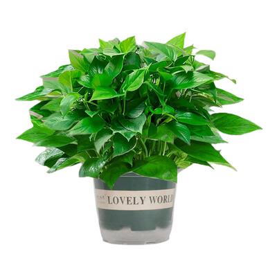 绿萝盆栽室内植物花卉绿植水培长藤垂吊大叶绿箩新房家用净化空气