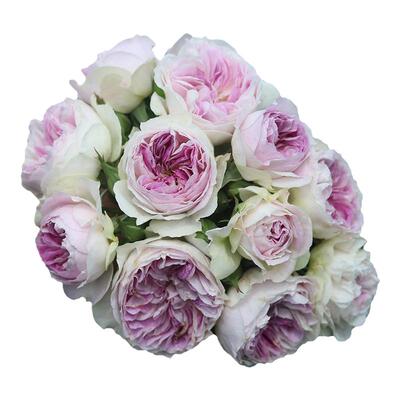 海蒂的花园月季花苗盆栽真宙粉色龙沙宝石切花朱丽叶阳台爬藤花卉