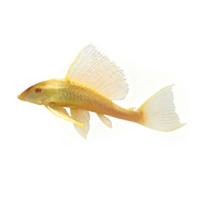 除藻吃粪便工具鱼红眼大帆