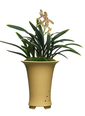 绿植建兰矮种桌面盆栽好养花卉